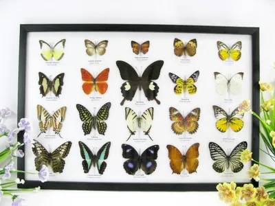 Image de 20 papillons naturalisés, présentés dans des cadres en bois