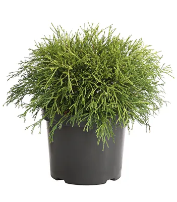 Produktbild von Dehner Scheinzypresse Filifera Sungold, Chamaecyparis pisifera, gelbe/hellgrüne Nadeln, ca. 25-35 cm exkl. Pflanztopf, Ziergehölz