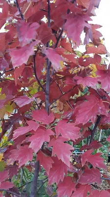 Image de Sorbus torminalis / Alisier torminal
