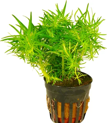 Produktbild von 1 Topf Indische Sternpflanze (Pogostemon erectus)