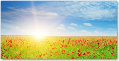 Produktbild von Tulup® Leinwandbild - 140x70 cm - Wandkunst - Drucke auf Leinwand - Leinwanddruck  - Landschaften - Mehrfarbig - Mohnfeld