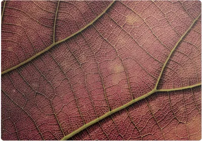 Produktbild von Struktur des Blattes – Bodenschutzmatte – Stuhlunterlage 100x100 cm – Rutschfest – Hartbodenmatte