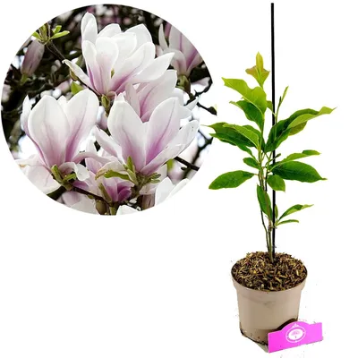 A potted Magnolia plant with a close-up inset of its flowers.