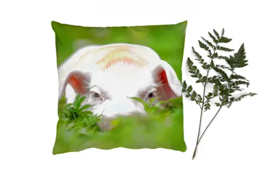 Produktbild von MuchoWow® Zierkissen Sofakissen Wohnzimmer Dekokissen 50x50 cm Schwein - Tiere - Groß - Komfort - Sofakissen
