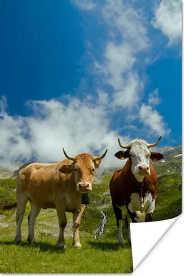 Produktbild von MuchoWow® Poster Kühe - Sonne - Landschaft 60x90 cm - Wanddekoration