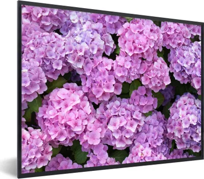 Produktbild von MuchoWow® Gerahmtes Poster Blumen - Hortensie - Strauch - Rosa - Blütenblätter 80x60 cm - Poster mit Schwarzem Bilderrahmen Wandposter Rahmen Foto Bilder - Schwarzem - Mit Gestell