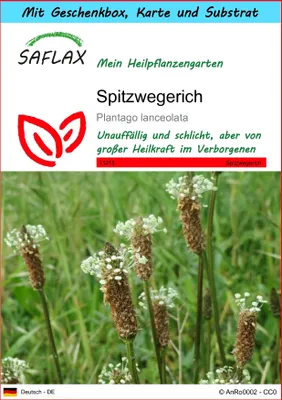Produktbild von SAFLAX Geschenk Set - Spitzwegerich - Plantago lanceolata - 100 Samen - Mit Geschenkbox, Versandaufkleber, Geschenkkarte und Anzuchtsubstrat