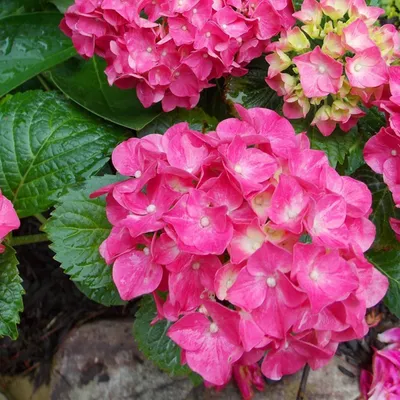 Obrázek produktu pro 2 x  Hortensie  - Hydrangea macrophylla 'Glowing Embers'  | 25-30 cm v kontejneru