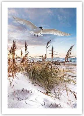 Produktbild von Poster - Poster ohne Rahmen - Möwe Meer Küste - 50x70 cm - Wand Bild - Wanddeko - Wandbilder - Kunstposter - Wandposter - Bilder - Kunstdruck - Wanddekoration - Wandbild - P2XPA50x70-4902