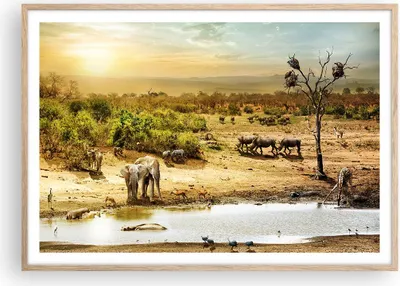 Produktbild von Gerahmtes Poster - Rahmen in heller Eiche - Safari Tiere - 100x70 cm - Wand Bild - Wanddeko - Wandbilder - Kunstposter - Wandposter - Bilderrahmen - Bilder - Kunstdruck - Wandbild - P2NAA100x70-3880