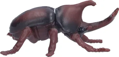 Obrázek produktu pro Realistický model brouka, plastová figurka, hračka pro děti, výukové rekvizity