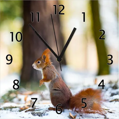 Produktbild von Wallario Design Wanduhr Neugieriges Eichhörnchen im verschneiten Wald aus Echtglas, Größe 30 x 30 cm