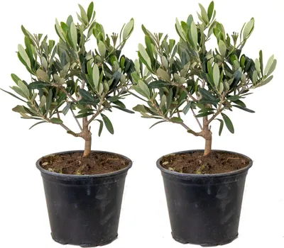 Produktbild von Bloomique - 2er Set - Olea Europaea - Olivenbaum Echt - Gartenpflanzen Winterhart - Höhe 20-30 cm - Topf 14 cm