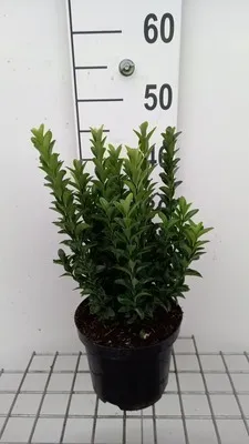 Produktbild von Euonymus jap. 'Green Spire' - Korkflügelstrauch 40- 60 cm Container