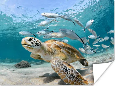 Produktbild von MuchoWow® Poster Schildkröte - Fisch - Meer 80x60 cm - Kunst für zu Hause