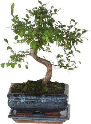 Produktbild von Famanu Bonsai Pflanze Zelkova - S-förmig, Höhe 20-30 cm, Topfgröße 15 cm