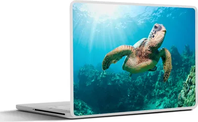 Produktbild von MuchoWow® Laptop Aufkleber Sticker Cover Schwimmende Schildkröte Fotodruck 40x30 cm - Laptop Dekoration - Selbstklebend