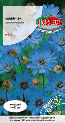 Zdjęcie produktu dla Blue Cupid Seed 0.3g - Torseed