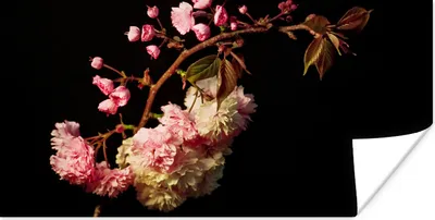 Produktbild von MuchoWow® Poster Eine Kirschblüte vor schwarzem Hintergrund 150x75 cm - ohne Rahmen