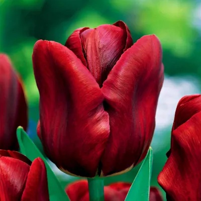 Obrázok produktu pre Tulipány Cibuľky Cibuľky Kvety Skoré kvitnutie Jednotlivé Tulipán Jan Reus 5 ks.