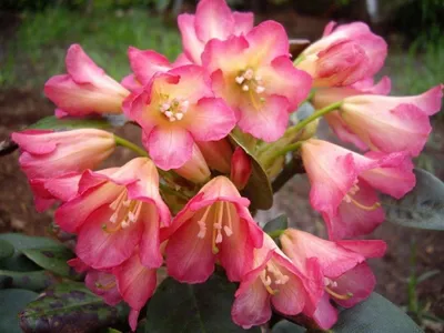 Produktbild von Rhododendron Hybride Hells Gate - Großblumige Rhododendron - 30-40cm