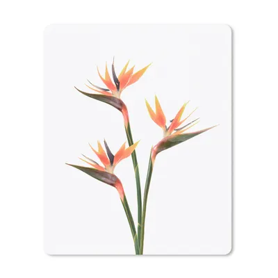 Produktbild von MuchoWow® Mauspad Mousepad Blumen - Orange - Natur - Pflanzen 30x40 cm - Mousepads - Maus Mat - Pad - Mausunterlage - Mausmatten