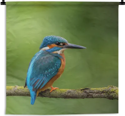 Produktbild von MuchoWow® Wandteppich Wandbehang Eisvogel - Zweig - Moos - Vogel - Grün 60x60 cm Tapisserie Dekoration Wandtuch - Dekorationen - Wand Decke