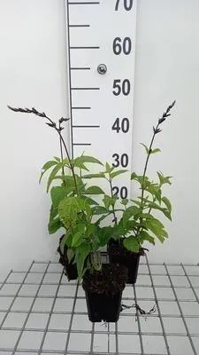 Produktbild von 6 x Salvia guar. 'Black And Blue' - Sternmoos - Topf 9 x 9 cm