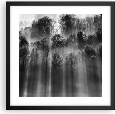 Produktbild von Gerahmtes Poster - Schwarzer Rahmen - Bäume drinnen Nebel - 40x40 cm - Wand Bild - Wanddeko - Wandbilder - Kunstposter - Wandposter - Bilderrahmen - Bilder - Kunstdruck - P2BAC40x40-4889