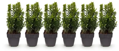 Image de Green boutiQ - Plantes de haie - Buxus sempervirens - feuillage vert - 6 plants - 1 mètre linéaire - à feuillage persistant - pot de 17 cm, hauteur 45 cm
