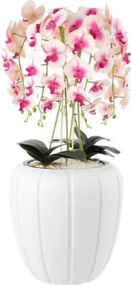 Produktbild von Künstliche Orchidee Kaskaden Blumenstrauß Cremerosa im Topf  Weiß, 90 cm Hoch, gummierte Blumen, 5 Triebe Heimbüro Dekoration