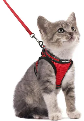 Produktbild von Katzengeschirr mit Leine Set ausbruchsicher verstellbar weich reflektierend Rot Größe S