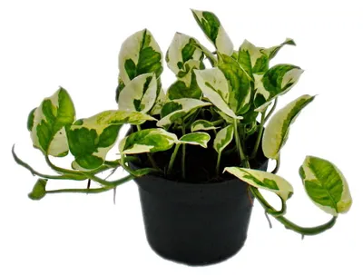 Produktbild von Epipremnum aureum "N'Joy" - Efeutute - kleinblättrig und weiss-bunt - 12cm Topf