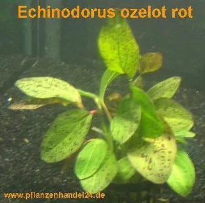 Produktbild von 5 Töpfe Echinodorus Ozelot rot, Wasserpflanzen