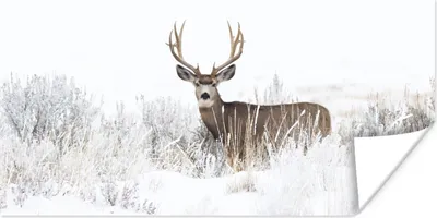 Produktbild von MuchoWow® Poster Hirsche - Winter - Schnee - Tiere - Jahreszeiten - Weiß 150x75 cm - ohne Rahmen