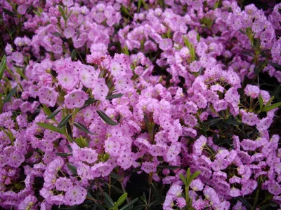 Produktbild von Zwerg-Berglorbeer - Lorbeerrose - Kalmia polifolia - 30-40cm