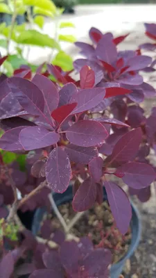 Image de Cotinus coggygria 'Royal Purple' / Arbre à perruque