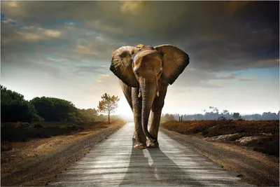 Produktbild von Wallario Poster - Elefant bei Sonnenaufgang in Afrika, Kunstdruck Größe: 61 x 91,50 cm