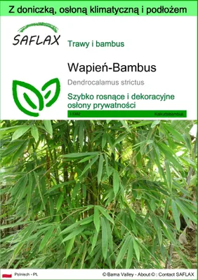Zdjęcie produktu dla SAFLAX - Garden to go - Wapień-Bambus - 50 Nasiona - Z doniczką, pokrywą klimatyczną i podłożem do uprawy - Dendrocalamus strictus