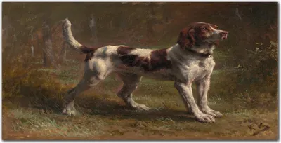 Produktbild von Coloray - Bild aus Glas - Glasbilder - 100 x 50 cm - Küche Wanddekoration Dekoration Wohnzimmer Gehärtetes Glas Glasblock mit Bild - Las Haustier Hund
