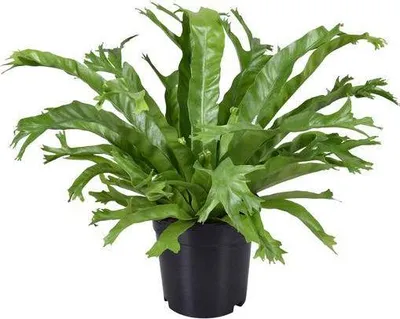 Image de Fougère nid d'asplénium (Asplenium nidus) Crissie - Plante d'intérieur - Ø17cm