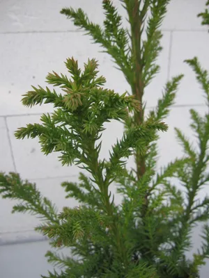 Produktbild von Crytomeria japonica Giokomo - Sicheltanne Giokomo - 40-60cm
