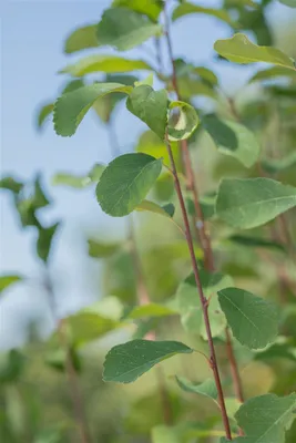 Produktbild von Amelanchier alnifolia 'Obelisk', Felsenbirne, 80–100 cm