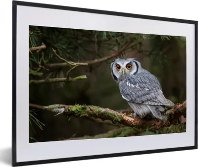 Produktbild von MuchoWow® Gerahmtes Poster Eule - Vogel - Äste - Natur 60x40 cm - Poster mit Schwarzem Bilderrahmen Wandposter Rahmen Foto Bilder - Schlafzimmer - Plakat in Rahmen - Drucken