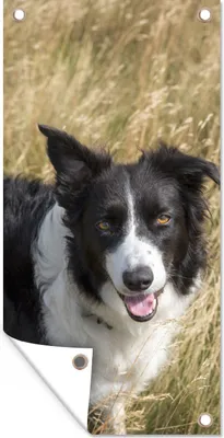 Produktbild von MuchoWow® 40x80 cm Outdoor-Poster Gartendeko Sichtschutz Garten Poster für den Garten  Ein Border Collie im gelben Gras