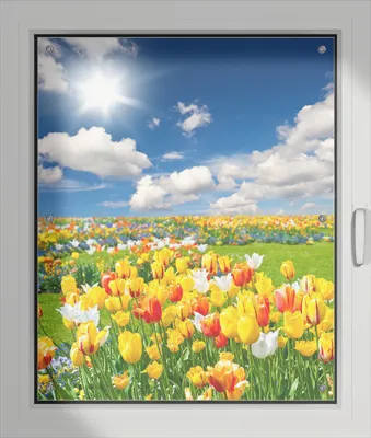 Produktbild von Wallario Lichtschutzbild, Dekorativer Sichtschutz Sonnenschutz 76 x 93 cm mit Motiv: Tulpenwiese unter blauem Himmel - Verdunklung ohne Bohren
