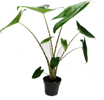 Immagine prodotto di Alocasia zebrina - Freccia tigrata - Vaso da 14 cm - Altezza 35-45 cm