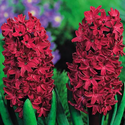 Immagine prodotto di Bulbi di giacinto Bulbi di fiori Hyacinthus Woodstock 10 pz.