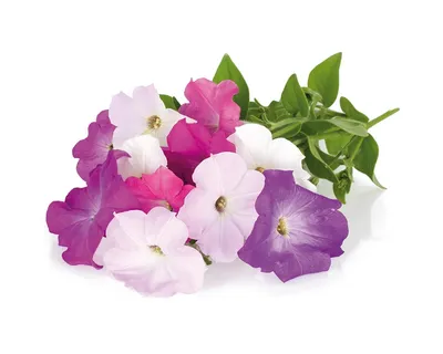 Immagine prodotto di EMSA Click&Grow Substratkapsel Petunien 3er Set CLICK&GROW KAPSEL PETUNIEN