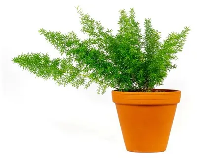 Obrázok produktu pre Gardners Asparagus densiflorus Meyers, priemer 12 cm